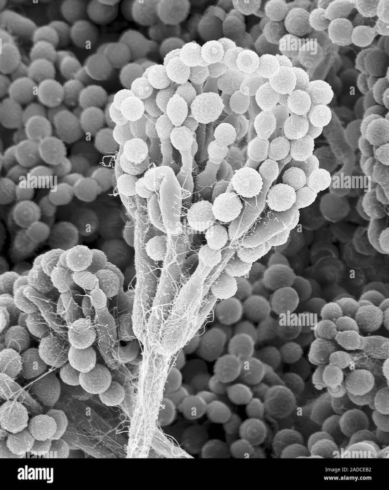Penicillium notatum пенициллин