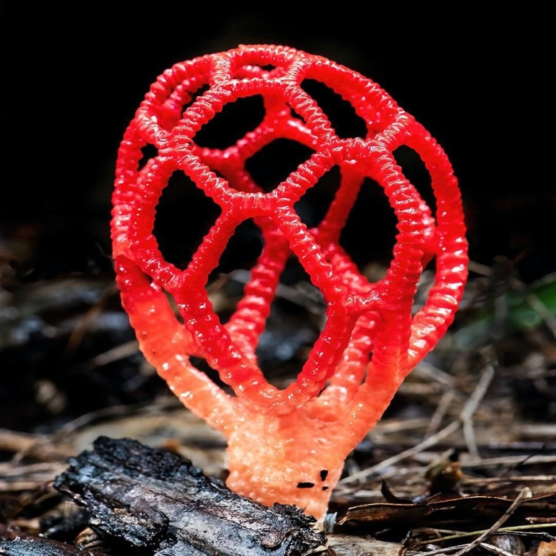 Решёточник красный