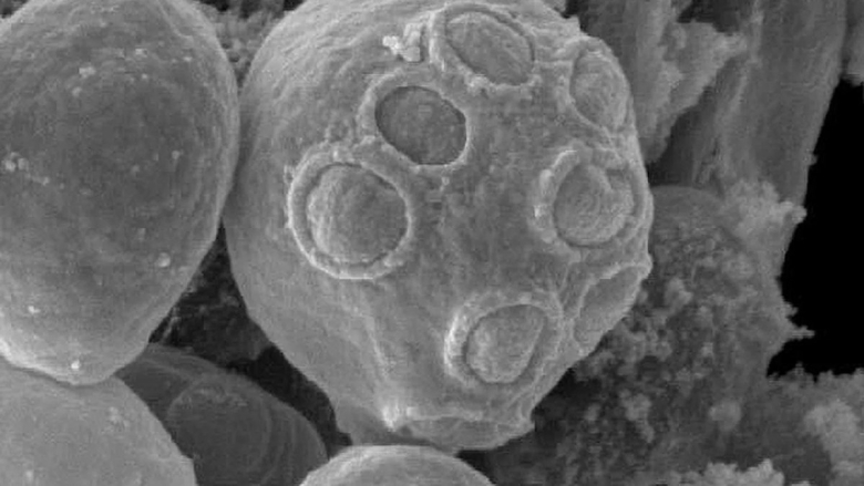 Дрожжи Saccharomyces cerevisiae