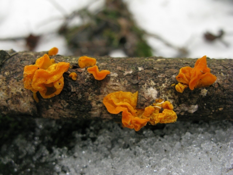 Дрожалка оранжевая гриб