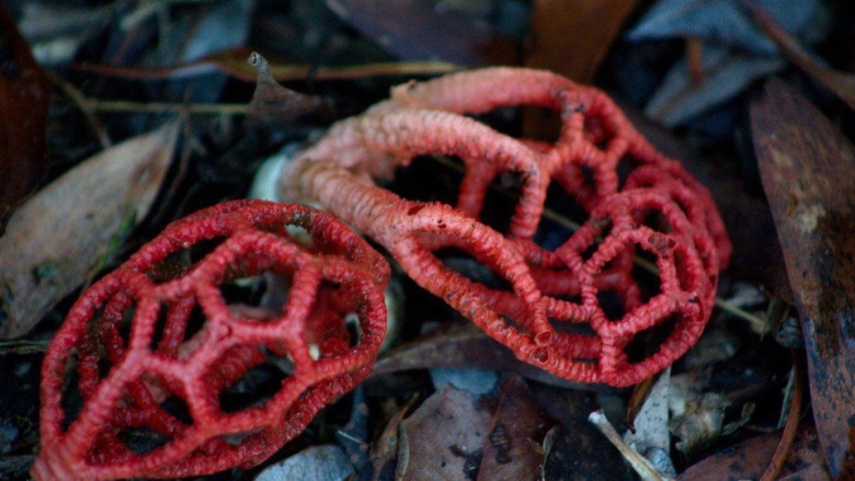 Решёточник красный гриб