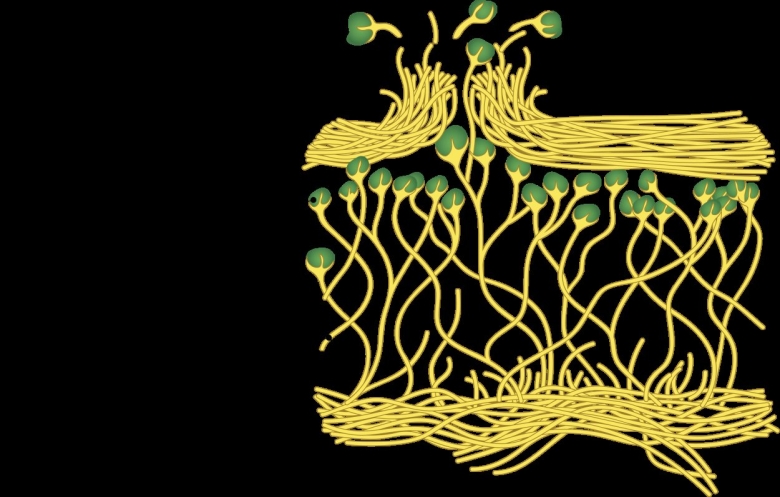 Строение слоевища лишайника