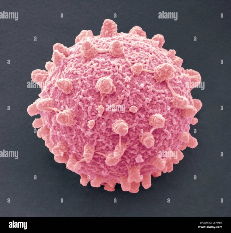 Грибковая клетка