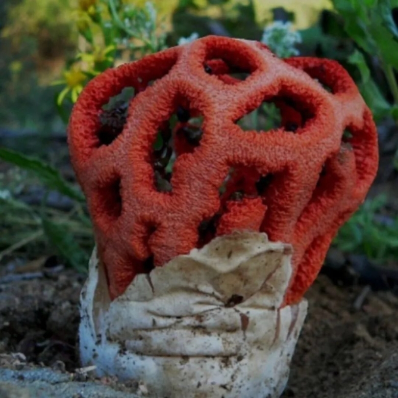 Гриб решеточник красный