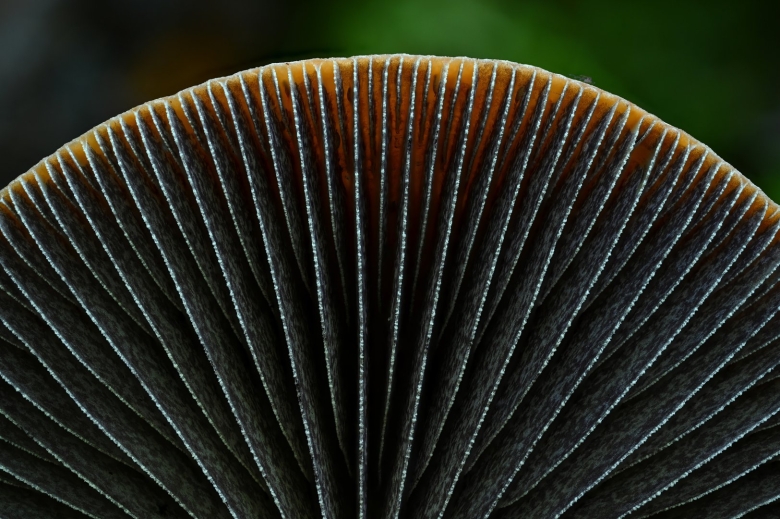 Лерациомицес гриб