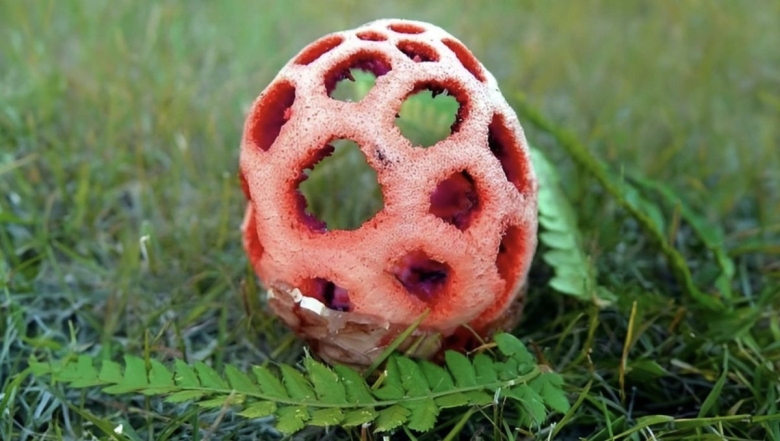 Красный клатрус гриб