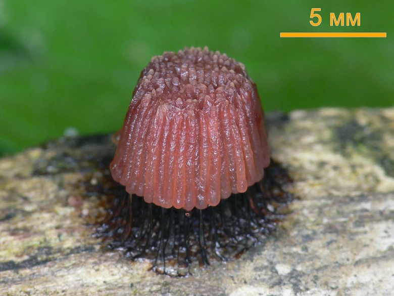 Гриб Stemonitis Fusca