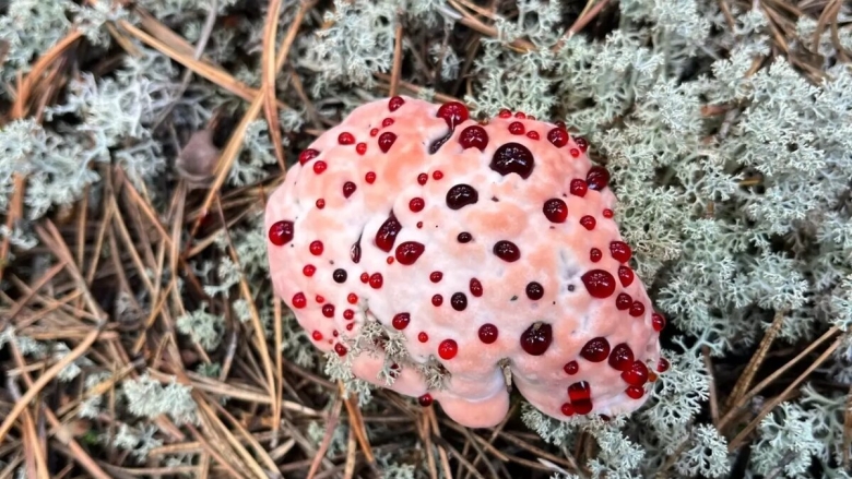 Ежовик кровоточащий гриб