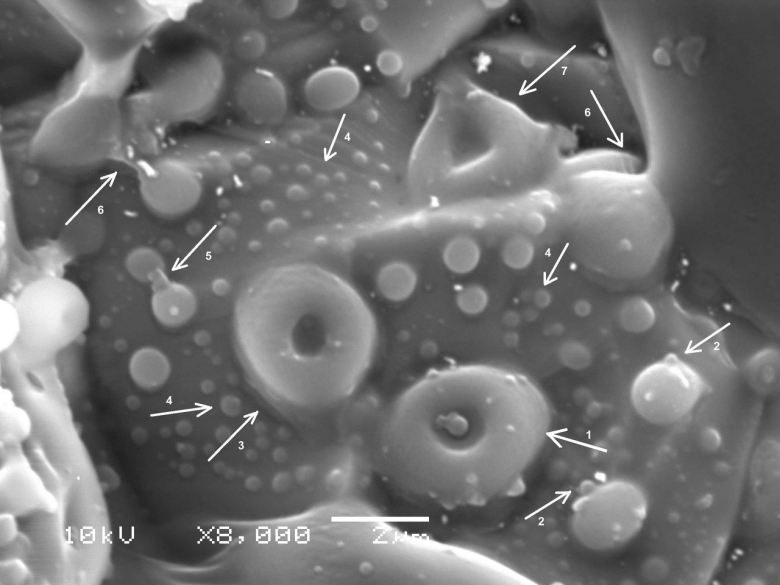 Грибы вызывающие болезни растений под микроскопом