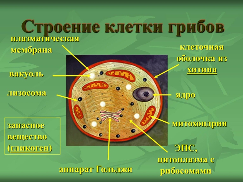 Строение эукариотной грибной клетки