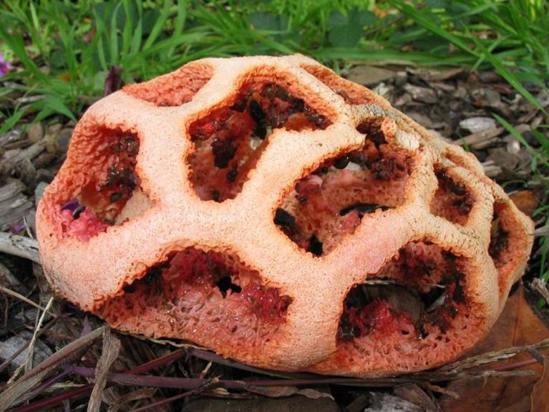 Гриб решеточник красный