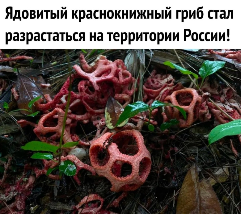 Ядовитый гриб решеточник