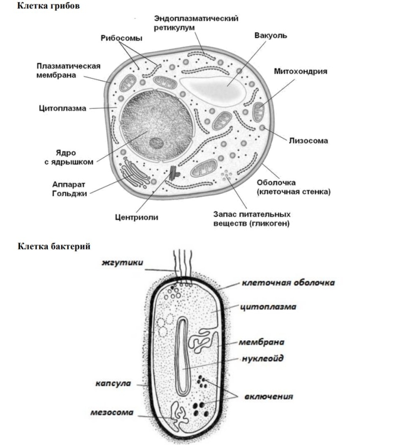 Схема строения грибной клетки