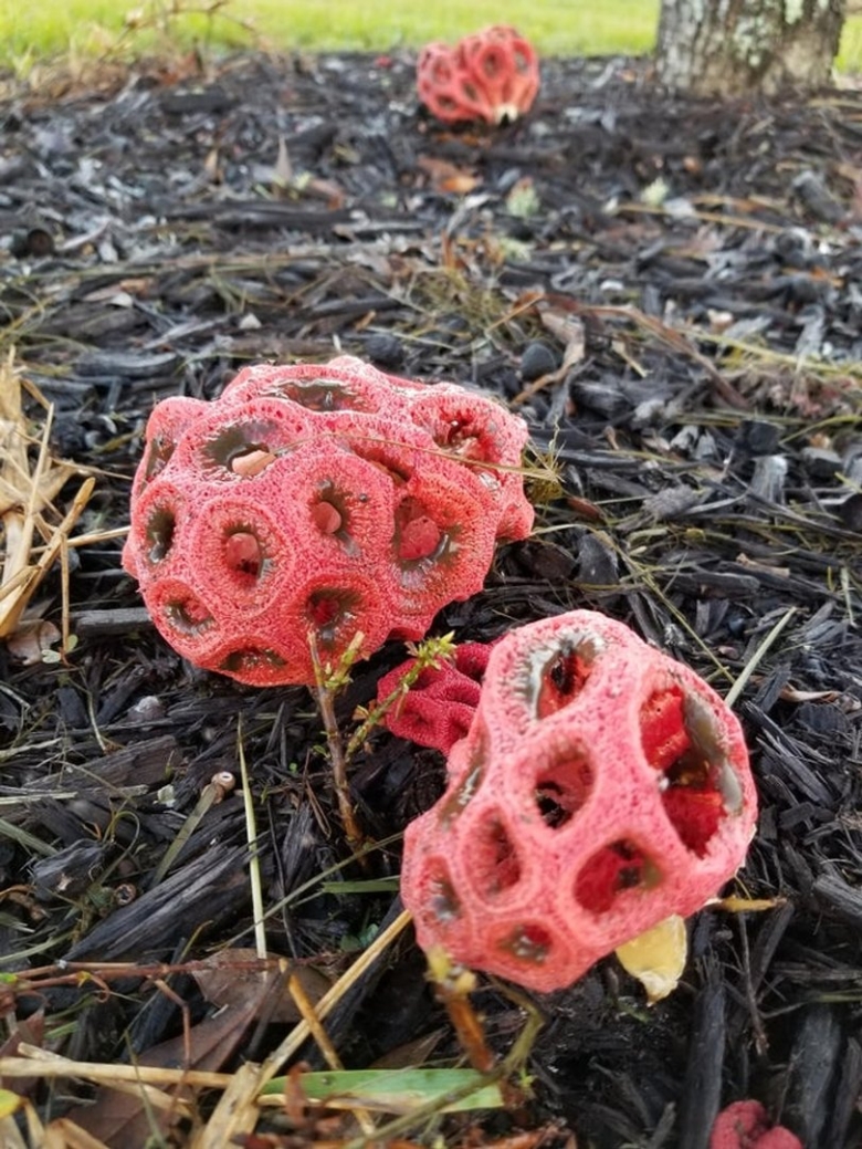 Гриб решеточник