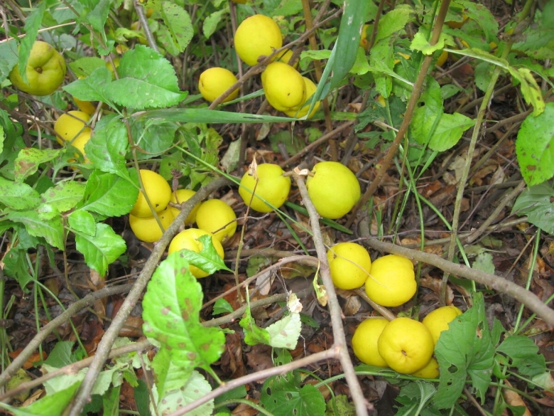 Айва японская лимонник