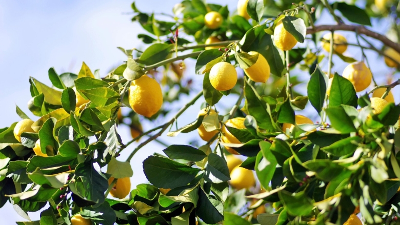 Лимонное дерево с плодами