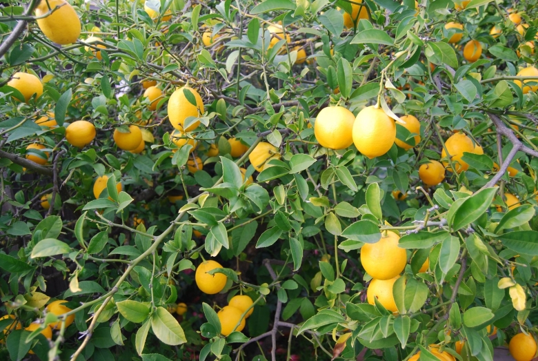 Цитрус лимон Мейера комнатный