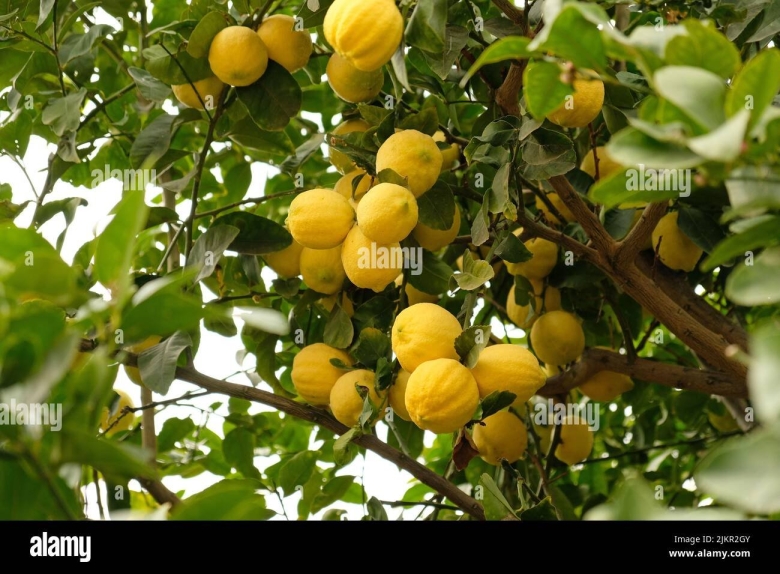 Yellow Lemon Tree