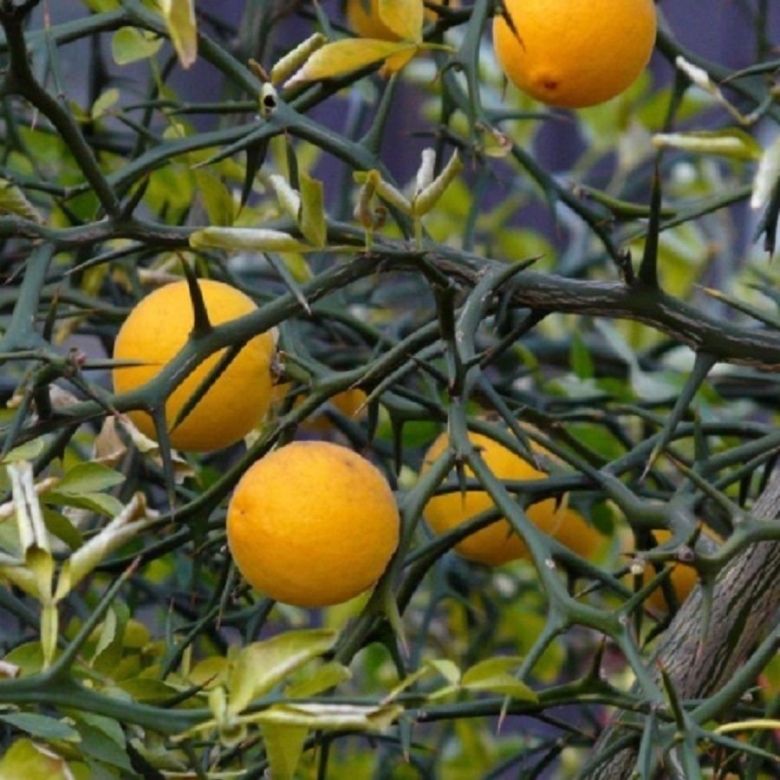 Понцирус трифолиата цитрус