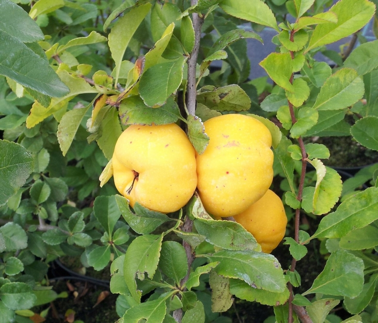 Цидония японская айва