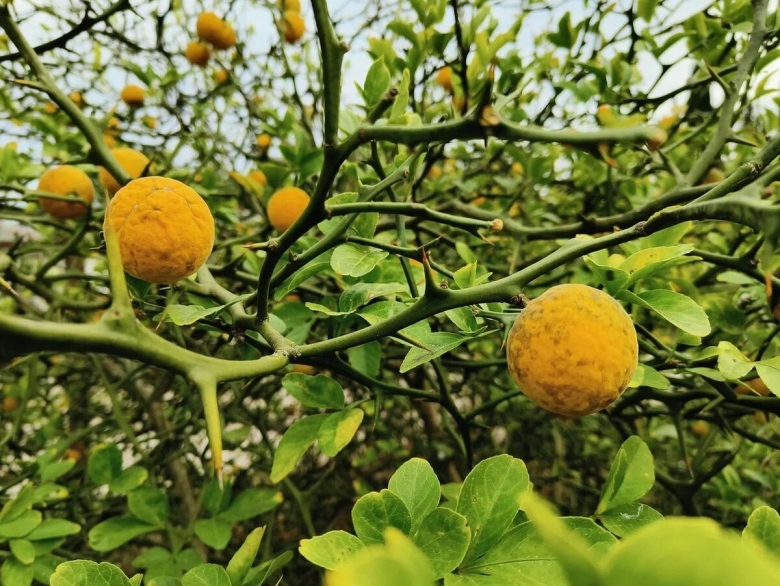 Цитрус трифолиата