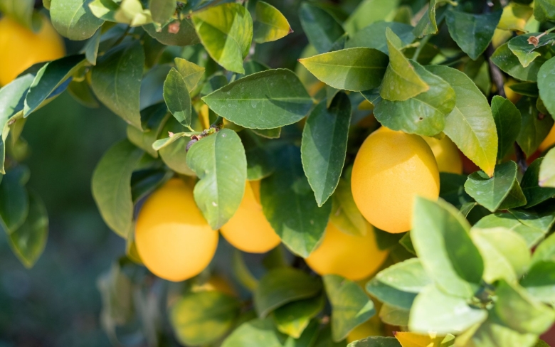 Лимон кустарниковый
