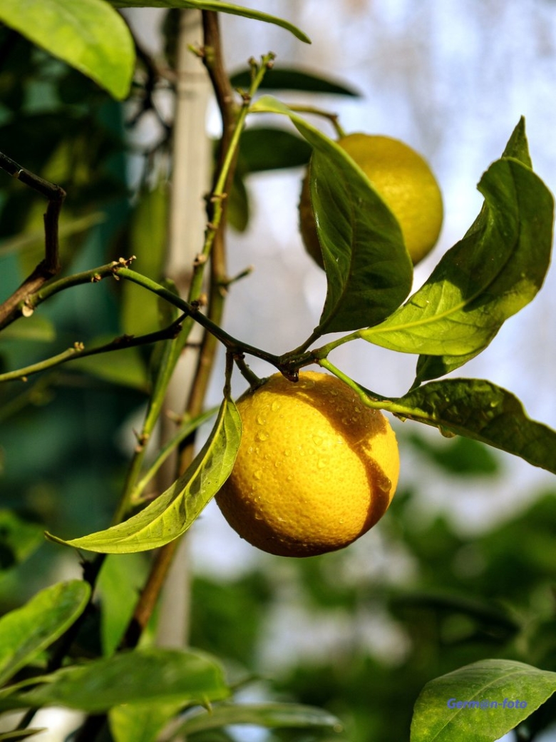 Дерево лимона молодое