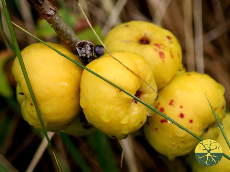 Айва японская плоды