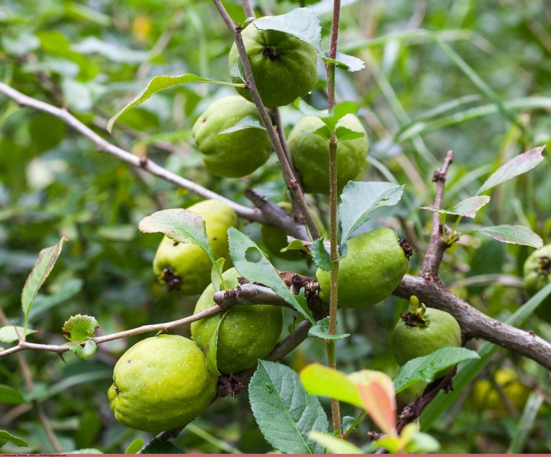 Айва кустарник плоды