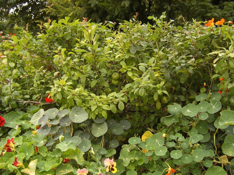 Кустарники лимонного цвета цветы