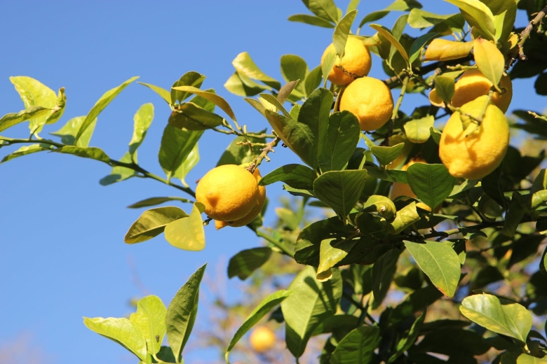 Лимон бесколючковый