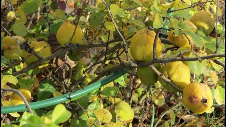 Айва японская Северный лимон