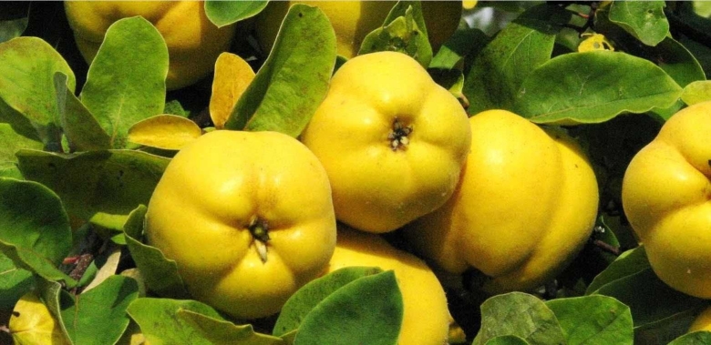 Айва Среднеазиатская