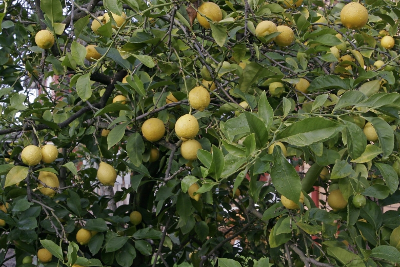 Лимонное дерево