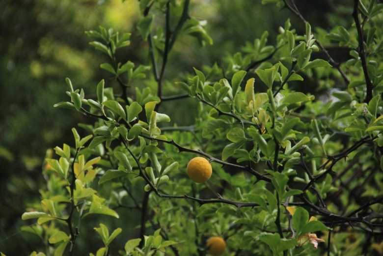 Дикий цитрус понцирус