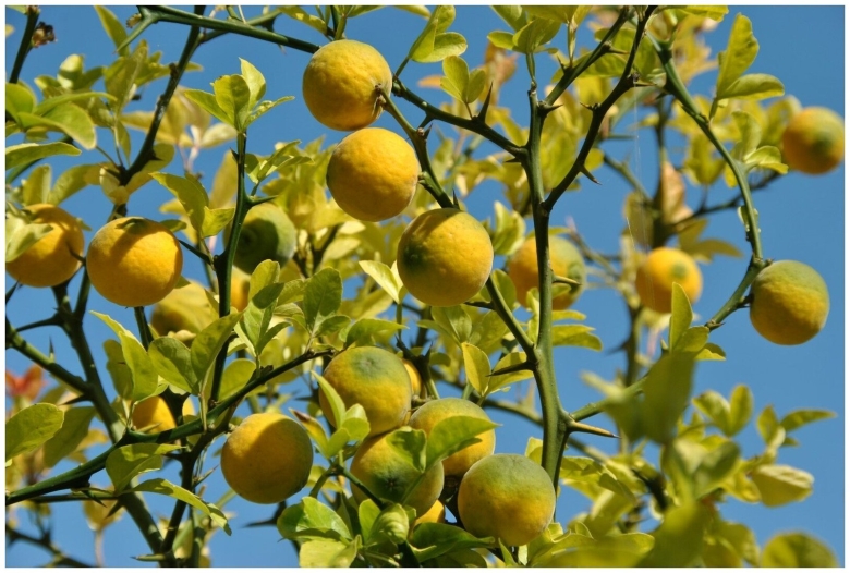 Понцирус трифолиата