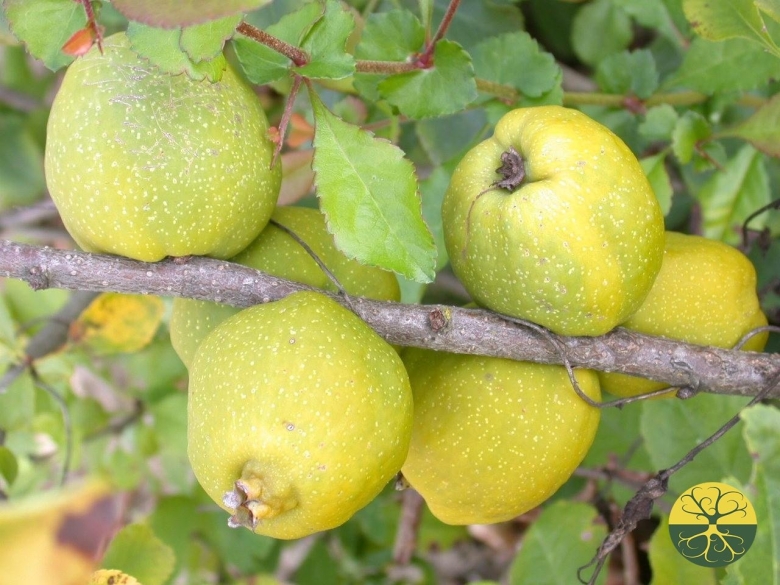 Айва японская sargentii