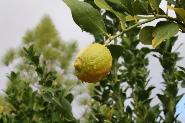 Лимонное дерево Аризона