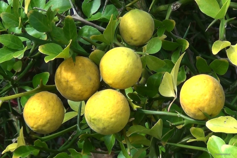 Дикий цитрус понцирус