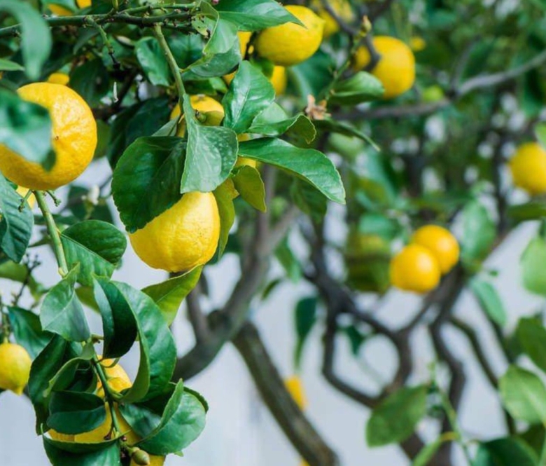 Лимон Доршапо