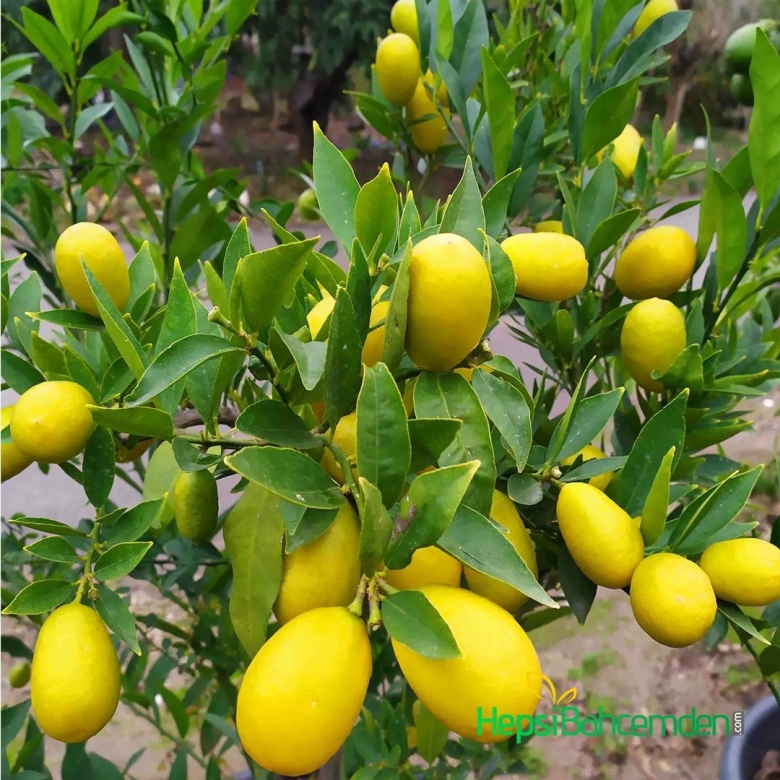 Цитрус Лаймкват лимонелла