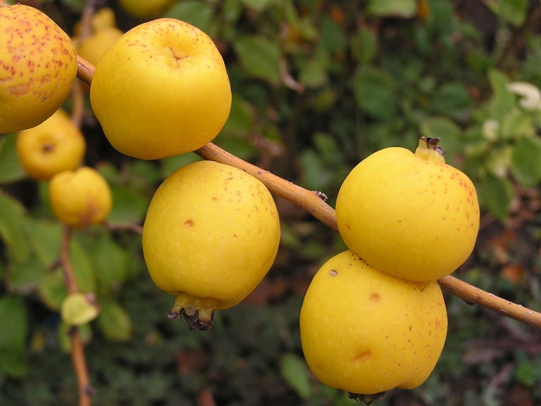 Айва Московская Сусова