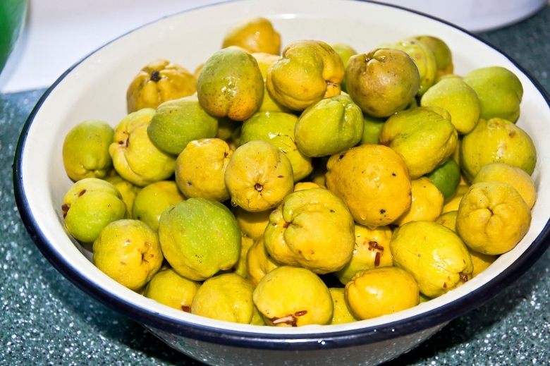 Айва японская плоды