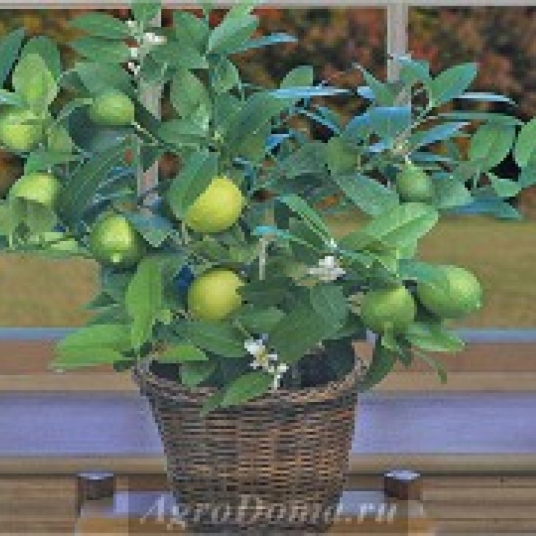 Цитрус аурантифолия