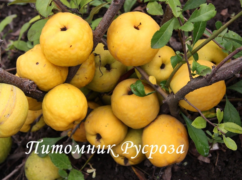 Айва хеномелес плоды