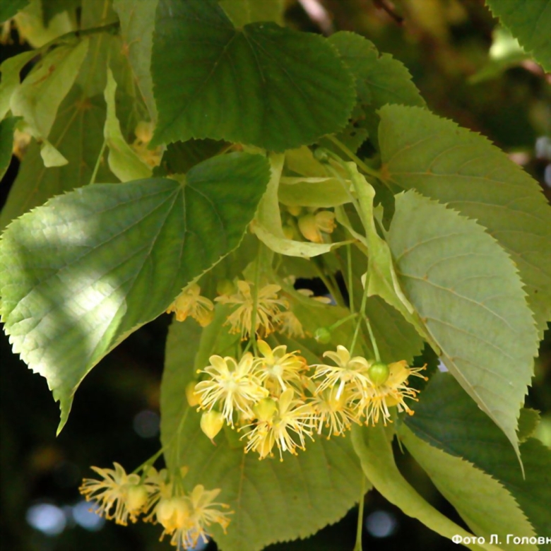 Цветущая липа дерево