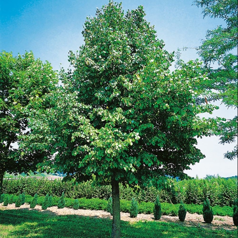 Липа крупнолистная дерево