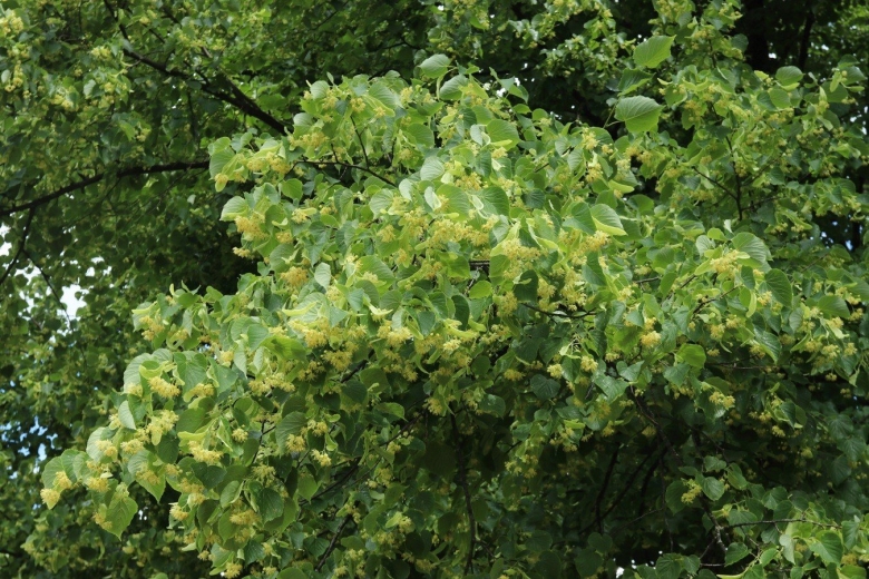 Липа мелколистная tilia cordata
