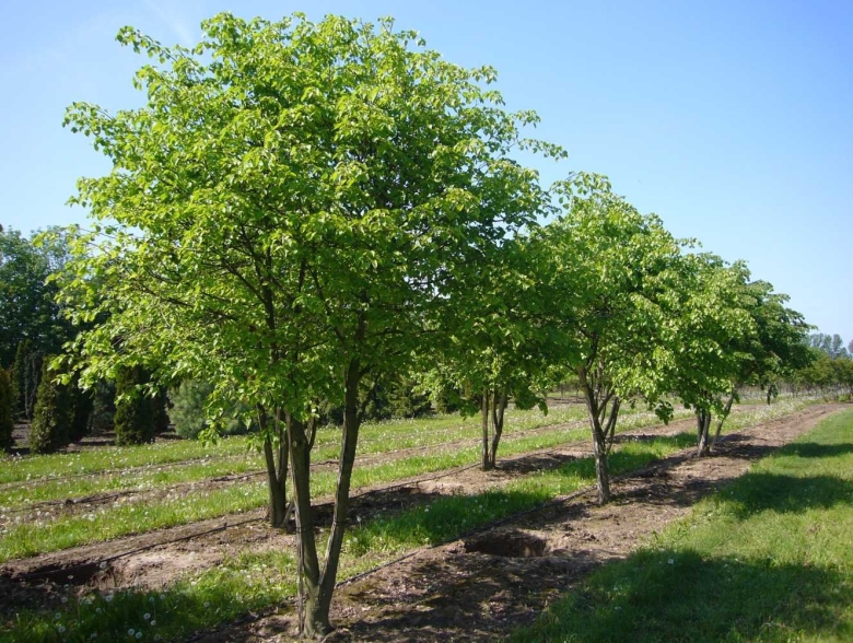 Липа мелколистная многоствольная