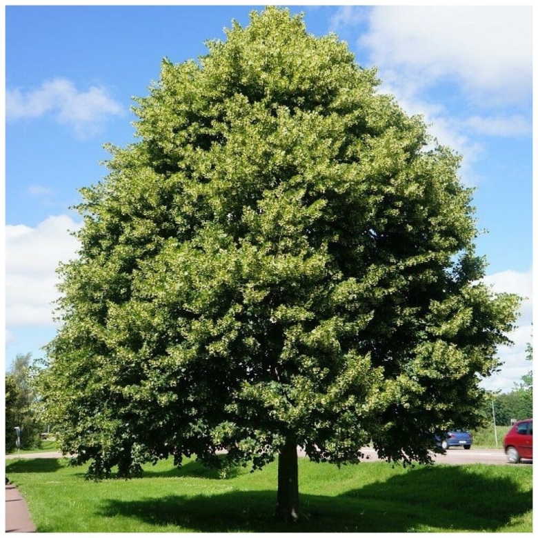 Липа мелколистная Tilia cordata